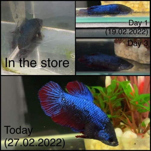 Kurt, The Beta Fish