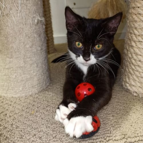 Mac @ Petstock Macquarie Center