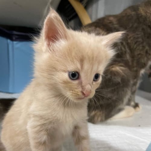 Pumpernickel (Kintaro)