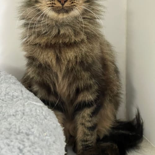 Penelope
