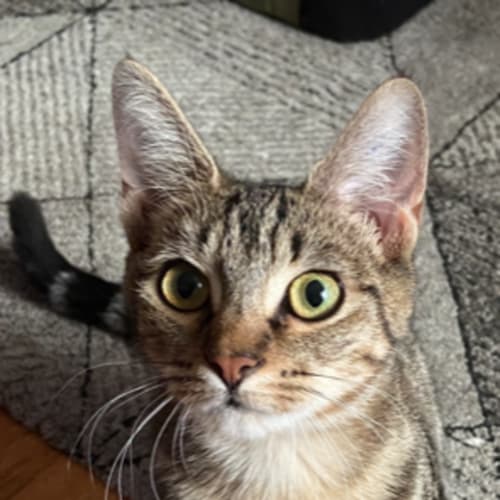 Daphne