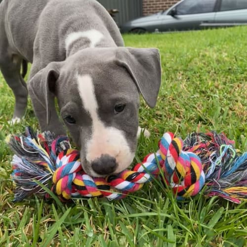 Frankie ~ American Staffy X Puppy(Rev.Apps 4/5/22)
