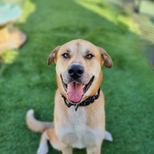 Koda