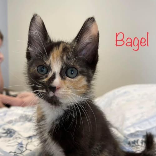 Bagel