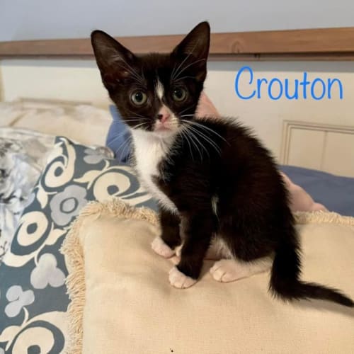 Crouton 