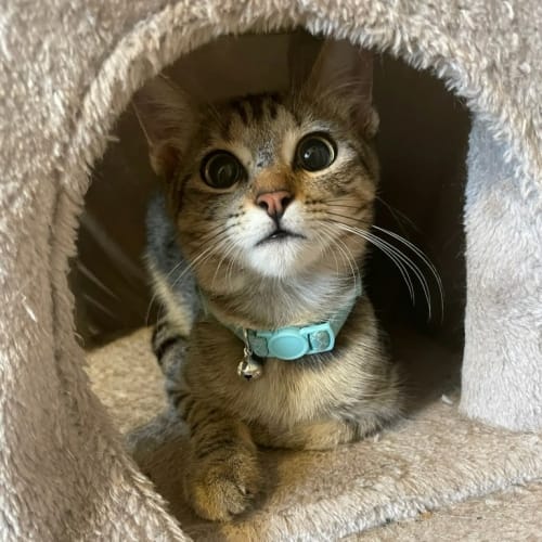 Mia