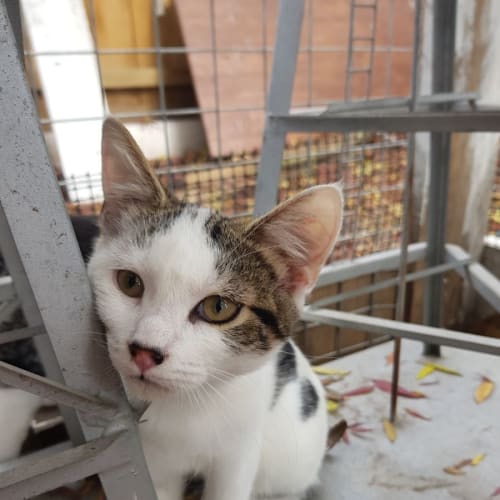 Penny **2nd Chance Cat Rescue**