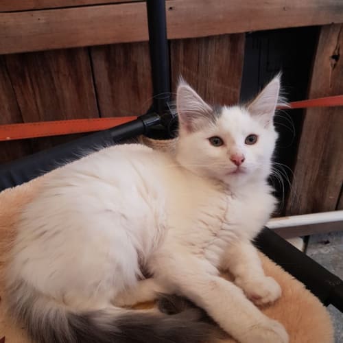 Polly Anna **2nd Chance Cat Rescue**