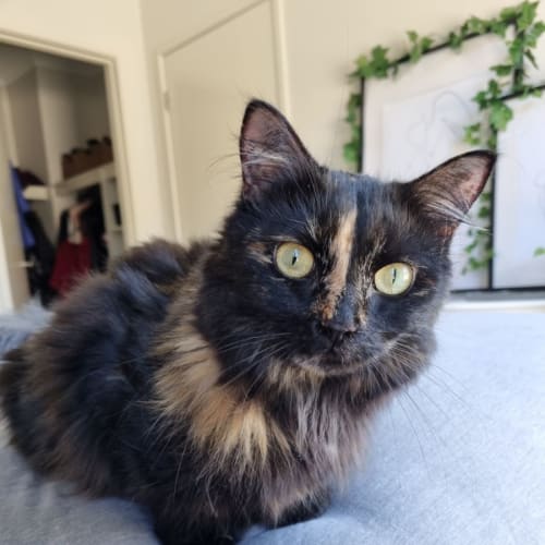 Elli