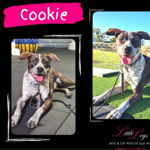 Cookie
