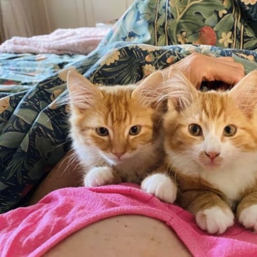 Paris and Tiger