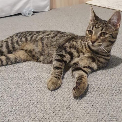Stripes