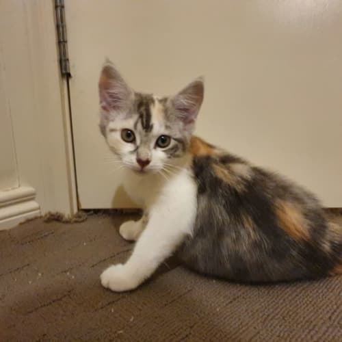 Pebbles Yeager