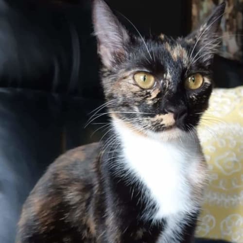 Gertrude