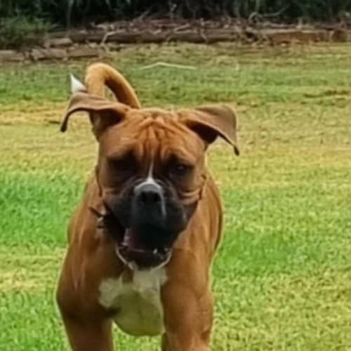 Odin