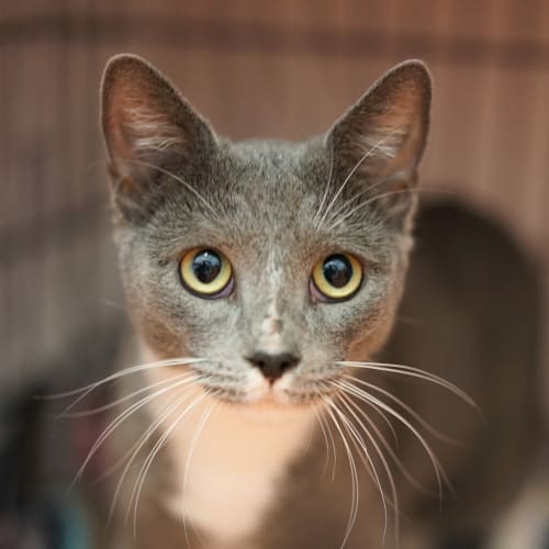 Nala