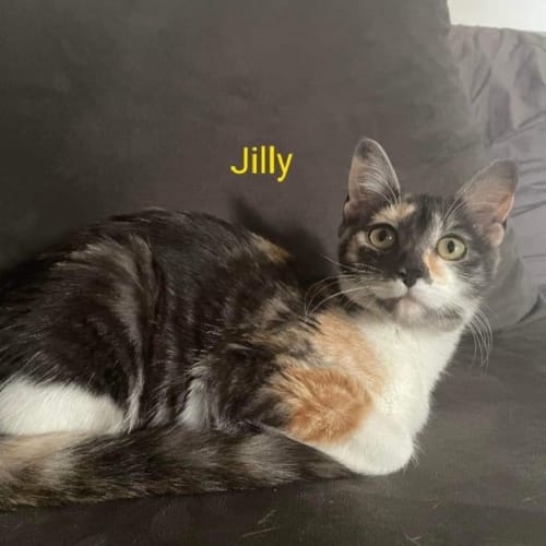 Jilly 