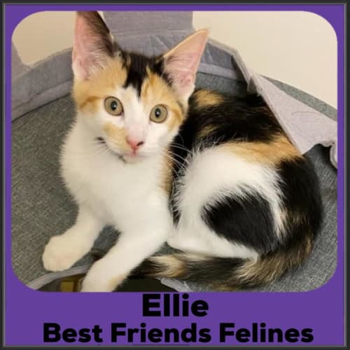 Ellie 