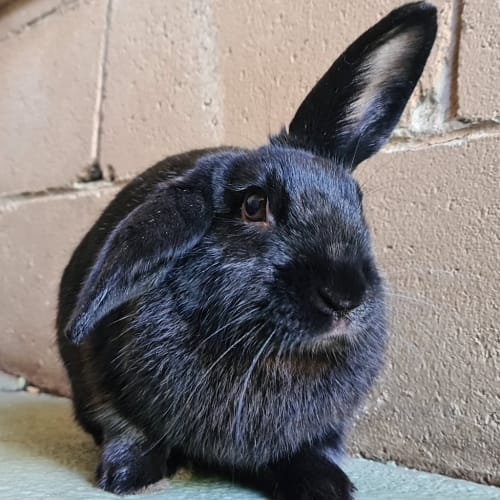 Coco