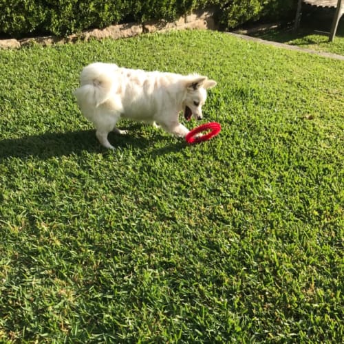 Lula 