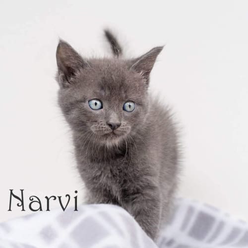 Narvi