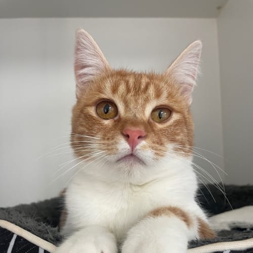 Milo