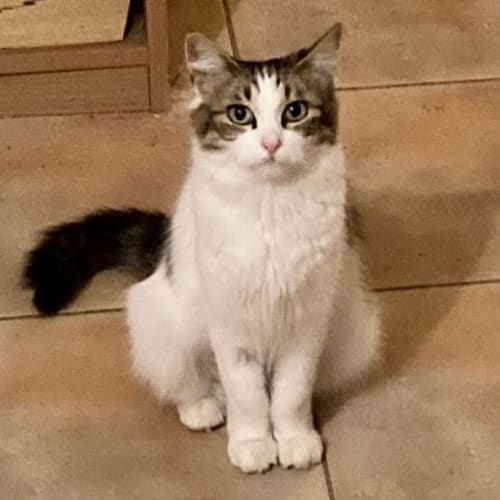 Leti **2nd Chance Cat Rescue**