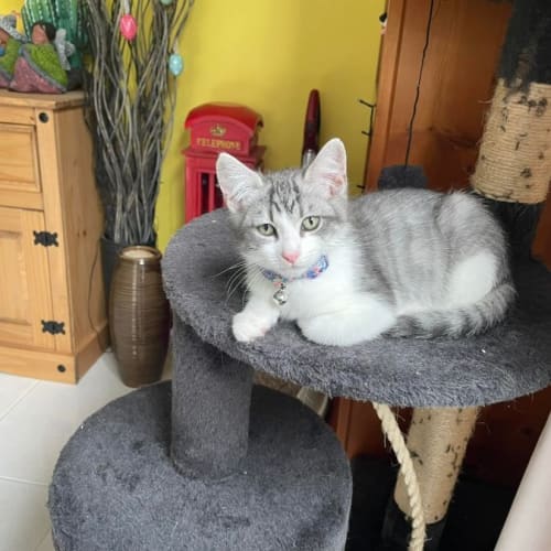 Perry**2nd Chance Cat Rescue**