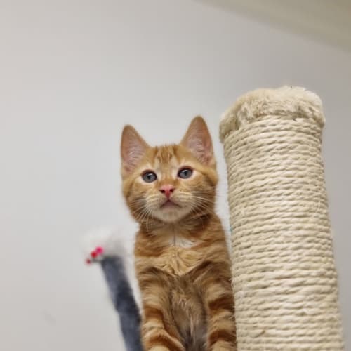 Finley
