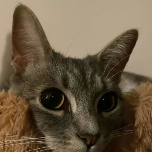 Freya