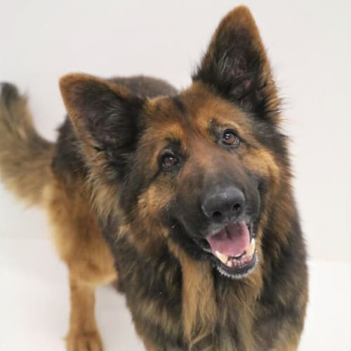 Mickey