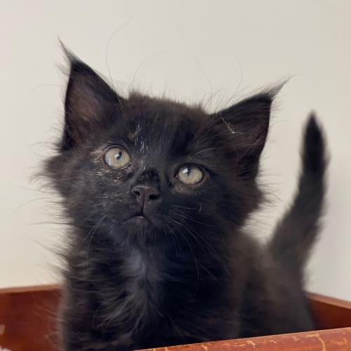 Kit