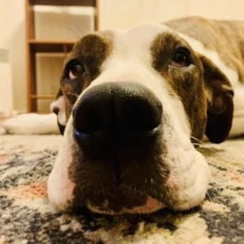 Biscuit