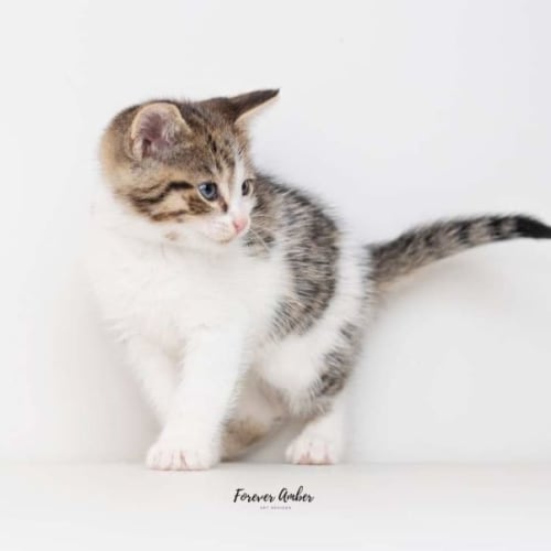 Dazzler **2nd Chance Cat Rescue**