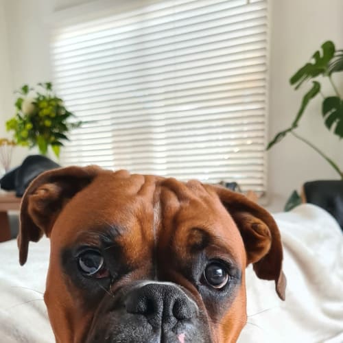 Ziggy