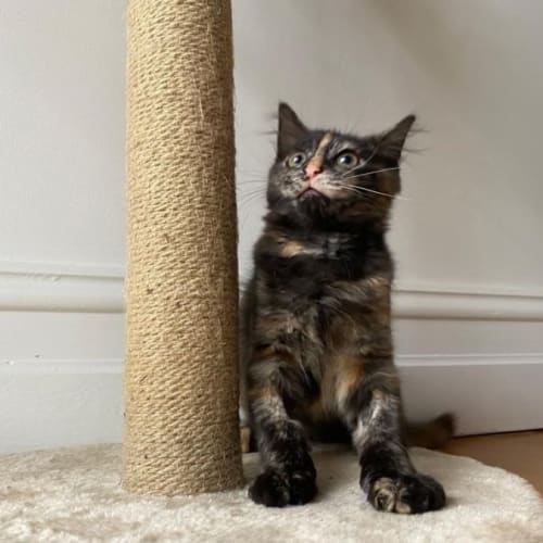 Daphne 