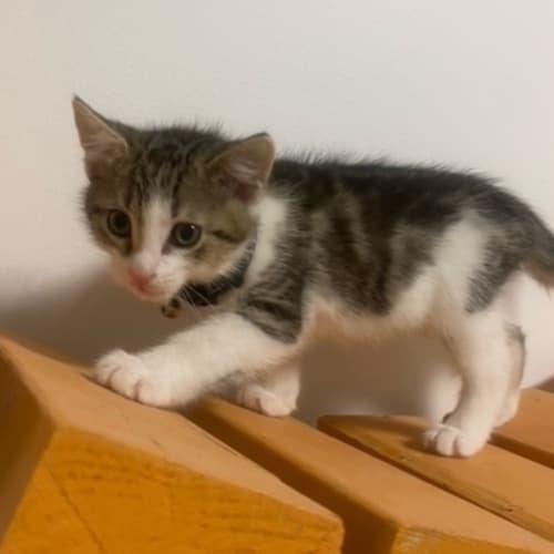 Milo ( Was Matthew )