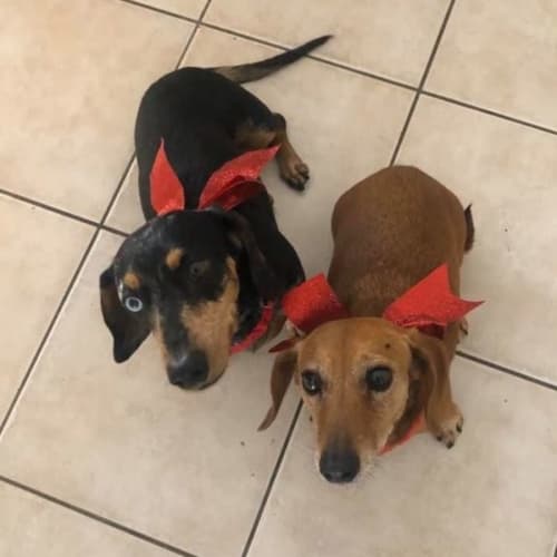 Sassie and Snickers 11 and 12 years