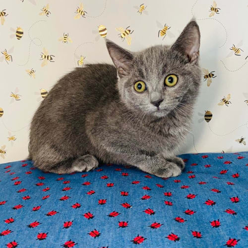 Fresia - Meet me at PetStock Lilydale