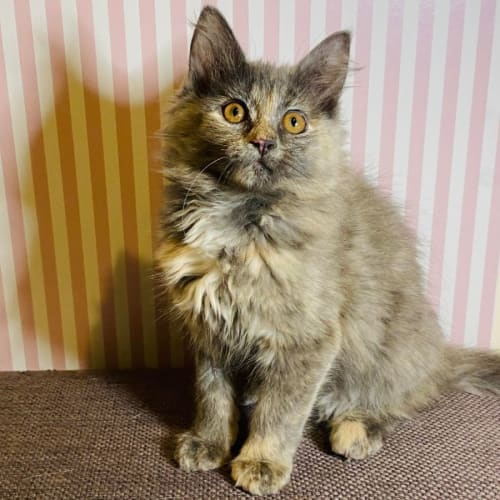 Opal - Meet me at PetStock Mitcham