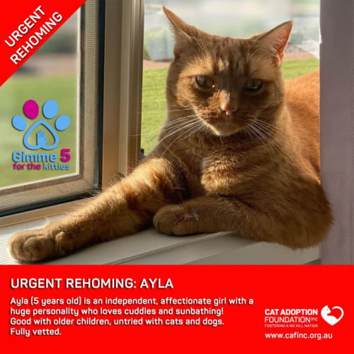 Ayla