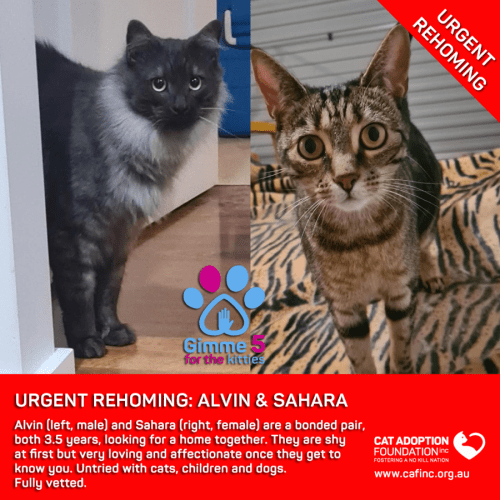 Alvin and Sahara