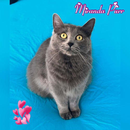 Miranda Purr 💕