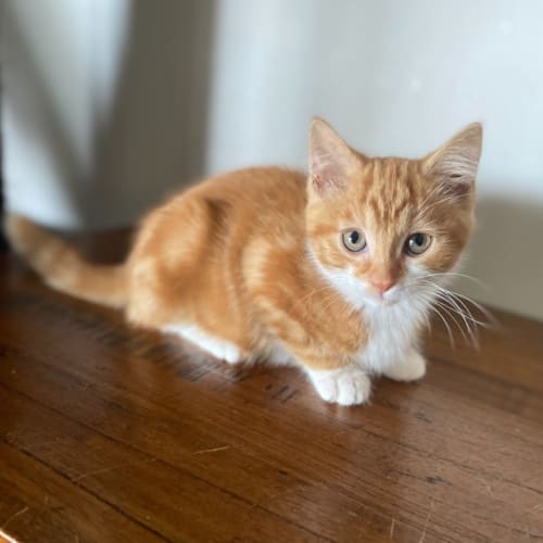 Syd ** 2nd Chance Cat Rescue**