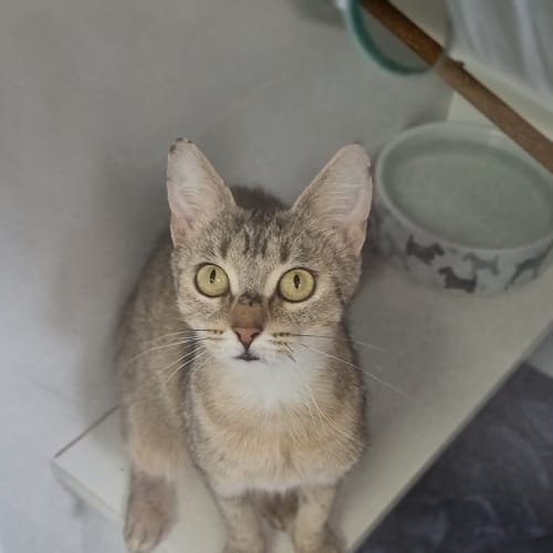 Tabitha