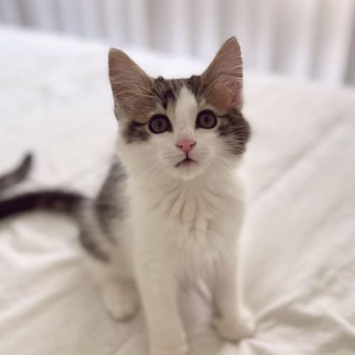 Hamish ** 2nd Chance Cat Rescue**