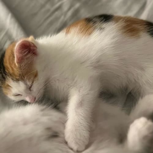 Pumpkin **2nd Chance Cat Rescue **