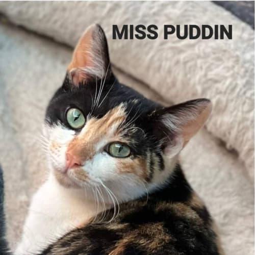 Puddin