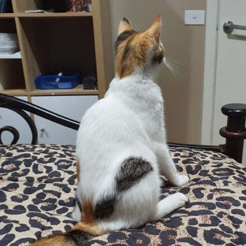 Peaches