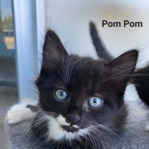 Pom Pom